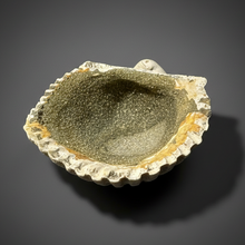 Load image into Gallery viewer, Bivalve (Pelecypoda) Fossil Sea Shell with Chalcopyrite | Mineralized Fossil Specimen | Indonesia
