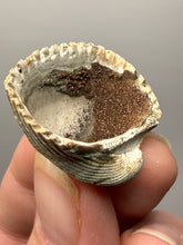 Load image into Gallery viewer, Bivalve (Pelecypoda) Fossil Sea Shell with Chalcopyrite | Mineralized Fossil Specimen | Indonesia
