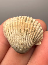 Load image into Gallery viewer, Bivalve (Pelecypoda) Fossil Sea Shell with Chalcopyrite | Mineralized Fossil Specimen | Indonesia
