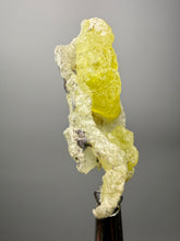 Load image into Gallery viewer, Vibrant Yellow Brucite Thumbnail Mineral Specimen | Collector Crystal from Killa Saifullah District in Balochistan Province, Pakistan
