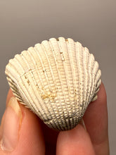 Load image into Gallery viewer, Bivalve (Pelecypoda) Fossil Sea Shell with Chalcopyrite | Mineralized Fossil Specimen | Indonesia
