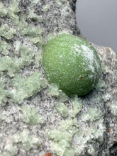 Load image into Gallery viewer, High-Grade Green Wavellite Collectors Specimen - Radiating Botryoidal Crystal Formation - Arkansas, USA
