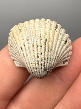 Load image into Gallery viewer, Bivalve (Pelecypoda) Fossil Sea Shell with Chalcopyrite | Mineralized Fossil Specimen | Indonesia
