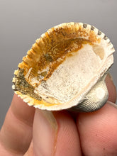 Load image into Gallery viewer, Bivalve (Pelecypoda) Fossil Sea Shell with Chalcopyrite | Mineralized Fossil Specimen | Indonesia
