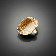Load image into Gallery viewer, Bivalve (Pelecypoda) Fossil Sea Shell with Chalcopyrite | Mineralized Fossil Specimen | Indonesia
