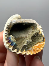 Load image into Gallery viewer, Bivalve (Pelecypoda) Fossil Sea Shell with Chalcopyrite | Mineralized Fossil Specimen | Indonesia

