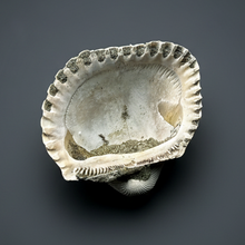 Load image into Gallery viewer, Bivalve (Pelecypoda) Fossil Sea Shell with Chalcopyrite | Mineralized Fossil Specimen | Indonesia
