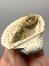 Load image into Gallery viewer, Bivalve (Pelecypoda) Fossil Sea Shell with Chalcopyrite | Mineralized Fossil Specimen | Indonesia
