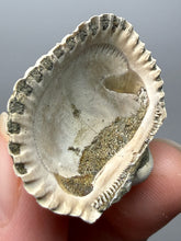 Load image into Gallery viewer, Bivalve (Pelecypoda) Fossil Sea Shell with Chalcopyrite | Mineralized Fossil Specimen | Indonesia
