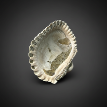 Load image into Gallery viewer, Bivalve (Pelecypoda) Fossil Sea Shell with Chalcopyrite | Mineralized Fossil Specimen | Indonesia
