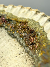 Load image into Gallery viewer, Bivalve (Pelecypoda) Fossil Sea Shell with Chalcopyrite | Mineralized Fossil Specimen | Indonesia
