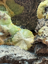 Load image into Gallery viewer, High-Grade Green Wavellite Collectors Specimen - Radiating Botryoidal Crystal Formation - Arkansas, USA
