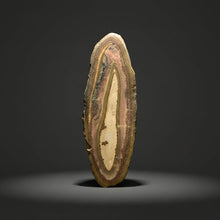 Load image into Gallery viewer, Stromatolite Fossil Slice | Ancient Microbial Reef Structure | Morocco
