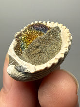 Load image into Gallery viewer, Bivalve (Pelecypoda) Fossil Sea Shell with Chalcopyrite | Mineralized Fossil Specimen | Indonesia

