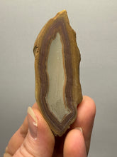 Load image into Gallery viewer, Stromatolite Fossil Slice | Ancient Microbial Reef Structure | Morocco
