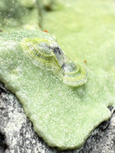 Load image into Gallery viewer, High-Grade Green Wavellite Collectors Specimen - Radiating Botryoidal Crystal Formation - Arkansas, USA

