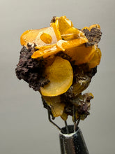 Load image into Gallery viewer, High-Grade Orange Wulfenite Collector Display Specimen | La Morita Mine, Chihuahua, Mexico
