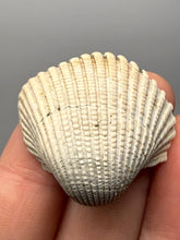 Load image into Gallery viewer, Bivalve (Pelecypoda) Fossil Sea Shell with Chalcopyrite | Mineralized Fossil Specimen | Indonesia
