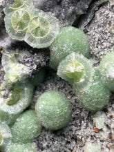 Load image into Gallery viewer, High-Grade Green Wavellite Collectors Specimen - Radiating Botryoidal Crystal Formation - Arkansas, USA
