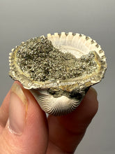 Load image into Gallery viewer, Bivalve (Pelecypoda) Fossil Sea Shell with Chalcopyrite | Mineralized Fossil Specimen | Indonesia
