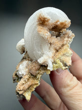 Load image into Gallery viewer, Moroccan Ram’s Horn Selenite (Gypsum) Crystal Display Specimen
