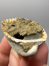 Load image into Gallery viewer, Bivalve (Pelecypoda) Fossil Sea Shell with Chalcopyrite | Mineralized Fossil Specimen | Indonesia
