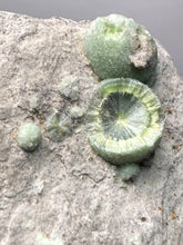 Load image into Gallery viewer, High-Grade Green Wavellite Collectors Specimen - Radiating Botryoidal Crystal Formation - Arkansas, USA
