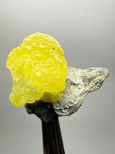 Load image into Gallery viewer, Vibrant Yellow Brucite Thumbnail Mineral Specimen | Collector Crystal from Killa Saifullah District in Balochistan Province, Pakistan
