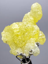 Load image into Gallery viewer, Vibrant Yellow Brucite Thumbnail Mineral Specimen | Collector Crystal from Killa Saifullah District in Balochistan Province, Pakistan
