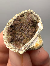 Load image into Gallery viewer, Bivalve (Pelecypoda) Fossil Sea Shell with Chalcopyrite | Mineralized Fossil Specimen | Indonesia
