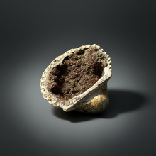 Load image into Gallery viewer, Bivalve (Pelecypoda) Fossil Sea Shell with Chalcopyrite | Mineralized Fossil Specimen | Indonesia
