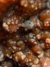Load image into Gallery viewer, “Goblin Chalcedony” Pink &amp; Orange Druzy Botryoidal Stalactites — Tichka Massif, High Atlas, Morocco

