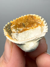 Load image into Gallery viewer, Bivalve (Pelecypoda) Fossil Sea Shell with Chalcopyrite | Mineralized Fossil Specimen | Indonesia

