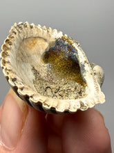 Load image into Gallery viewer, Bivalve (Pelecypoda) Fossil Sea Shell with Chalcopyrite | Mineralized Fossil Specimen | Indonesia
