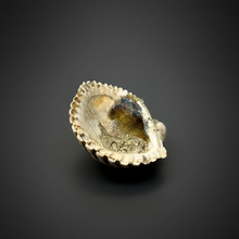 Load image into Gallery viewer, Bivalve (Pelecypoda) Fossil Sea Shell with Chalcopyrite | Mineralized Fossil Specimen | Indonesia
