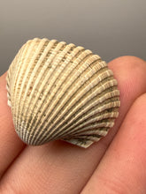 Load image into Gallery viewer, Bivalve (Pelecypoda) Fossil Sea Shell with Chalcopyrite | Mineralized Fossil Specimen | Indonesia
