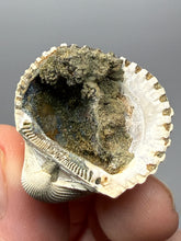 Load image into Gallery viewer, Bivalve (Pelecypoda) Fossil Sea Shell with Chalcopyrite | Mineralized Fossil Specimen | Indonesia
