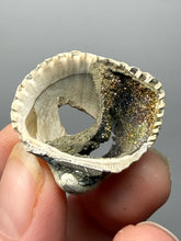 Load image into Gallery viewer, Bivalve (Pelecypoda) Fossil Sea Shell with Chalcopyrite | Mineralized Fossil Specimen | Indonesia
