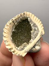 Load image into Gallery viewer, Bivalve (Pelecypoda) Fossil Sea Shell with Chalcopyrite | Mineralized Fossil Specimen | Indonesia
