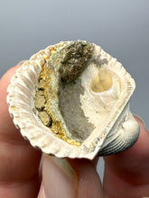 Load image into Gallery viewer, Bivalve (Pelecypoda) Fossil Sea Shell with Chalcopyrite | Mineralized Fossil Specimen | Indonesia
