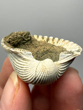 Load image into Gallery viewer, Bivalve (Pelecypoda) Fossil Sea Shell with Chalcopyrite | Mineralized Fossil Specimen | Indonesia
