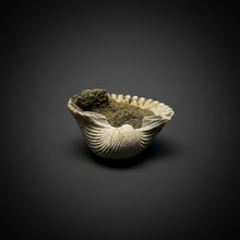 Load image into Gallery viewer, Bivalve (Pelecypoda) Fossil Sea Shell with Chalcopyrite | Mineralized Fossil Specimen | Indonesia
