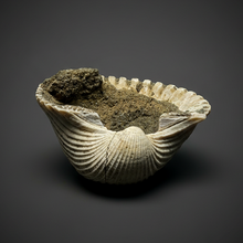 Load image into Gallery viewer, Bivalve (Pelecypoda) Fossil Sea Shell with Chalcopyrite | Mineralized Fossil Specimen | Indonesia
