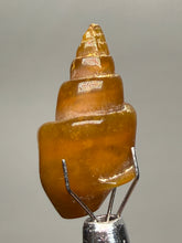 Load image into Gallery viewer, Agatized Gastropod Fossil Specimen | Morocco
