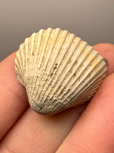 Load image into Gallery viewer, Bivalve (Pelecypoda) Fossil Sea Shell with Chalcopyrite | Mineralized Fossil Specimen | Indonesia
