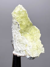 Load image into Gallery viewer, Vibrant Yellow Brucite Thumbnail Mineral Specimen | Collector Crystal from Killa Saifullah District in Balochistan Province, Pakistan
