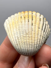 Load image into Gallery viewer, Bivalve (Pelecypoda) Fossil Sea Shell with Chalcopyrite | Mineralized Fossil Specimen | Indonesia
