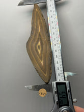 Load image into Gallery viewer, Stromatolite Fossil Slice | Ancient Microbial Reef Structure | Morocco
