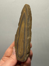 Load image into Gallery viewer, Stromatolite Fossil Slice | Ancient Microbial Reef Structure | Morocco
