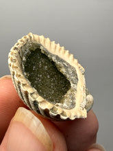 Load image into Gallery viewer, Bivalve (Pelecypoda) Fossil Sea Shell with Chalcopyrite | Mineralized Fossil Specimen | Indonesia
